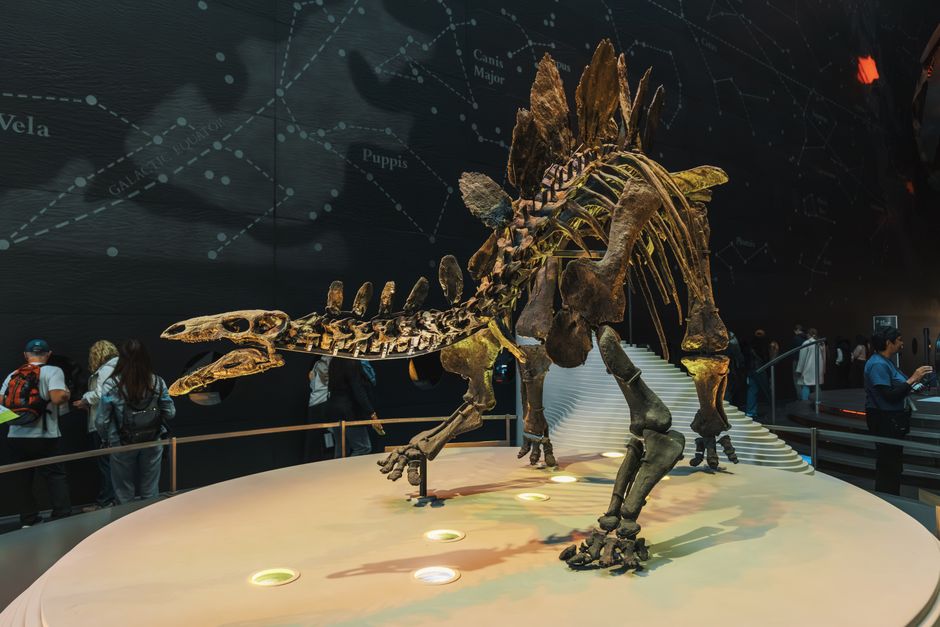 Large dinosaur skeleton fossil on display inside a brightly lit, modern museum, symbolizing an outdated concept becoming a...